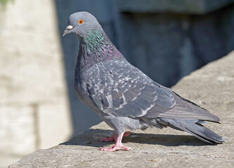 portrait of a beautiful pigeon