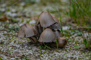 mushrooms in the forest