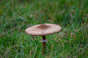 mushroom in the forest
