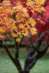 Acer and maple trees in a blaze of autumn colour, photographed at Westonbirt Arboretum, Gloucestershire, UK. The year 2020 is considered a good year for autumn colours due to weather conditions.