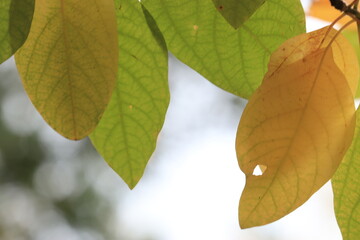 Naklejka na ściany i meble Autumn leaves on a branch close up