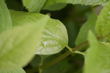Nature Photography, Blossomed Garden
