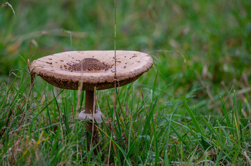 mushroom in the forest