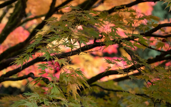 Acer and maple trees in a blaze of autumn colour, photographed at Westonbirt Arboretum, Gloucestershire, UK. The year 2020 is considered a good year for autumn colours due to weather conditions.