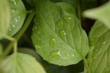 Nature Photography, Blossomed Garden