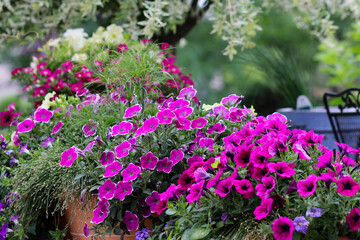 A charming collection terracotta garden planters bursting with bright colored pink superbell petunias blooming prolifically 