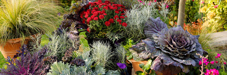 Colorful ornamental kale rosette is the focal point of this fall garden scape in a Midwest garden container featuring red mums, ornamental cabbages and Mexican feather grass. 