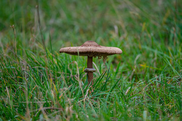 mushroom in the forest