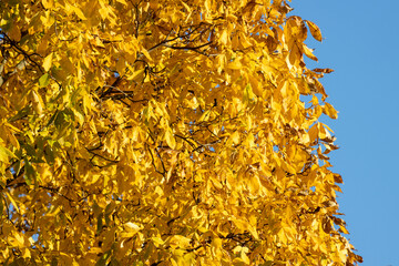 Yellow Fall  Leaves on the Shagbark Hickory Tree