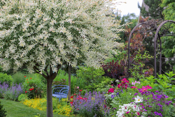 A variegated white ornamental willow tree is the focal point of this small country garden,...