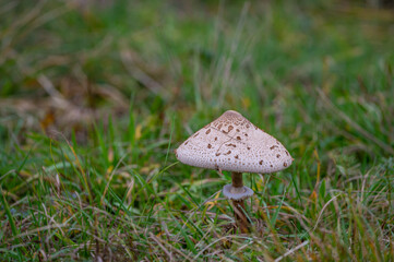mushroom in the forest
