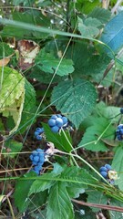 berries on a bush