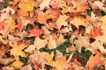 Colorful autumn leaves lie on the ground