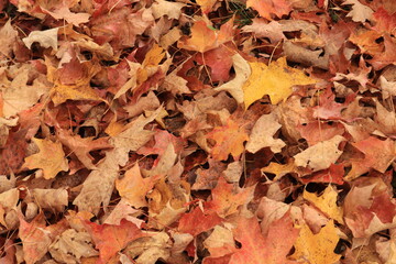 Colorful autumn leaves lie on the ground