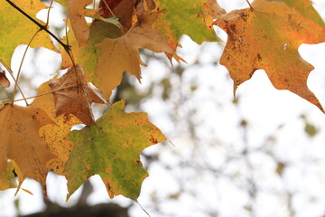 Autumn maple leaves hanging on a branch, close up