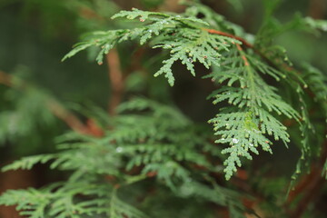 Tuika branch with a drop of rain on it