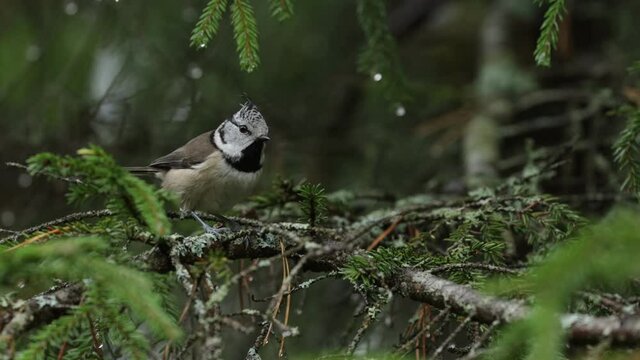 European songbird Crested tit, Lophophanes cristatus eating a seed on a spruce branch in an Estonian boreal forest. 
