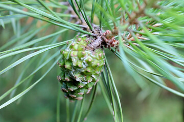 pine cone