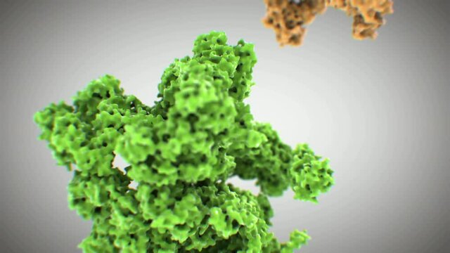 Fluorescence labeling using Antibodies