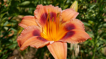 Fototapeta premium Close-up of an orange of Hemerocallis of the large-flowered variety Duke of Durham.