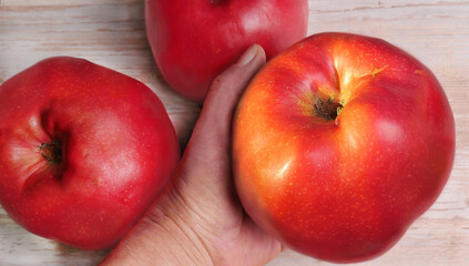 A woman hand holds a large red apple of one of the largestfruited varieties - Jumbo Pomme against a blurred background of other soft focus apples of the same variety on a wooden table.