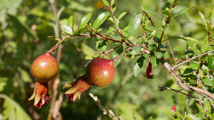 The small, ripening fruits of the dwarf pomegranate, which is grown as a houseplant in cold climates.