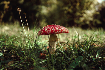 beautiful big mushroom fly agaric in green grass in autumn