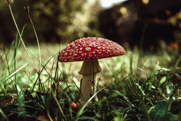 beautiful big mushroom fly agaric in green grass in autumn 1