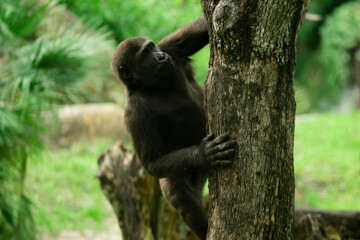 Gorilla climbing a tree at the Zoo