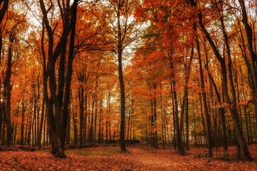 Fototapeta na wymiar A forest in the Fall