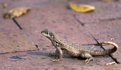Fototapeta premium lizard on the stone