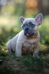 Französische Bulldogge Welpe