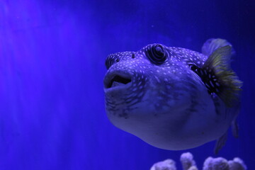 fish in aquarium