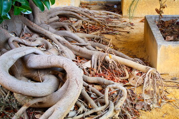nice multitude of aerial roots of ficus