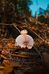 Mushrooms from below in a clearing in autumn. 