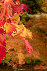 Acer maple trees in a blaze of autumn colour,  with fallen leaves on the ground, photographed at Westonbirt Arboretum, Gloucestershire, UK.