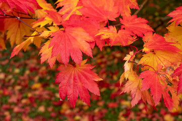 Naklejka na ściany i meble Acer maple trees in a blaze of autumn colour, with fallen leaves on the ground, photographed at Westonbirt Arboretum, Gloucestershire, UK.