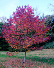 Autumn / fall tree in park with red leaves.