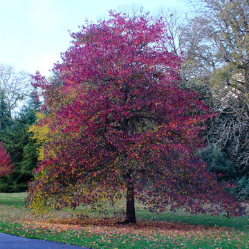 Beautiful tree in Autumn / fall with purple and red leaves.