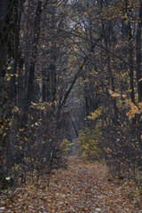 Autumn leafy path through the oak grove