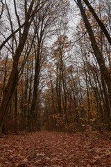 Fototapeta premium Autumn leafy path through the oak grove