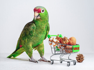 Big green parrot and a small cart with gifts and marked "Sale".