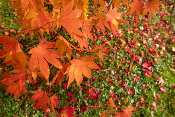Acer maple trees in a blaze of autumn colour,  with fallen leaves on the ground, photographed at Westonbirt Arboretum, Gloucestershire, UK.