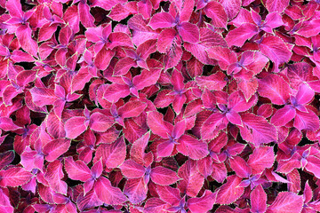 Bushes of Coleus Blum growing in park