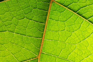 Macro of a green leaf