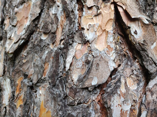 Textured bark of a tree. Wooden texture