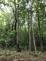 Obraz premium trees in the forest