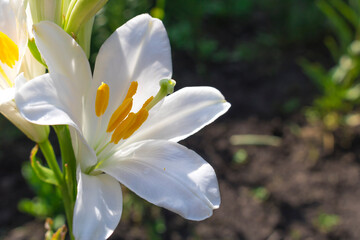 White flower Lily variety Candidum close-up. Hello summer