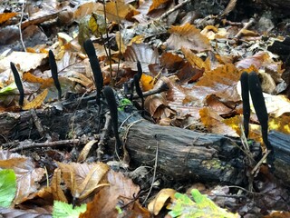 fallen autumn leaves