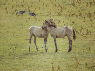 horses in the field